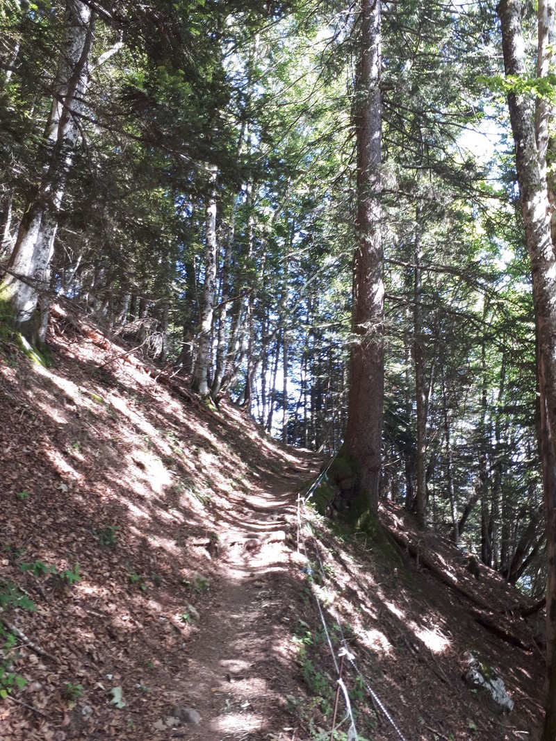 Sentier d'accès au refuge de Larrieux par la forêt